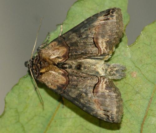 Abrostola triplasia